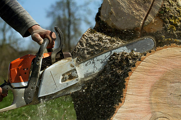 Best Stump Grinding Near Me  in USA